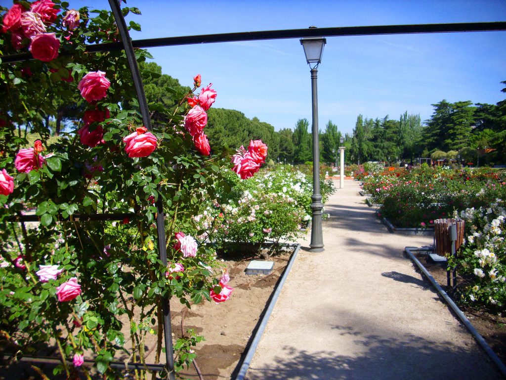 Rosaleda del Parque del Oeste