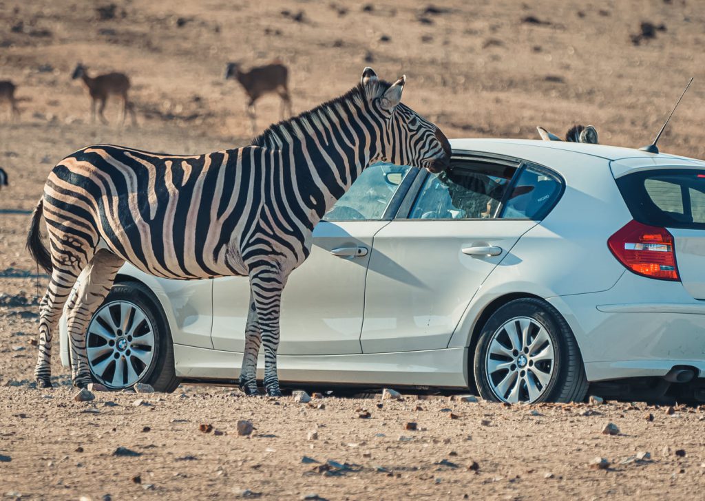 Safari en coche